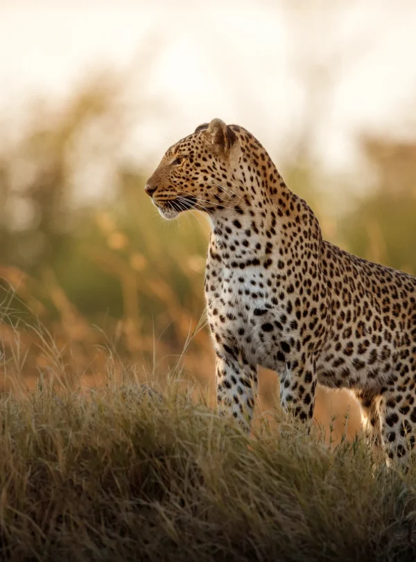 african-leopard-female-pose-beautiful-evening-light