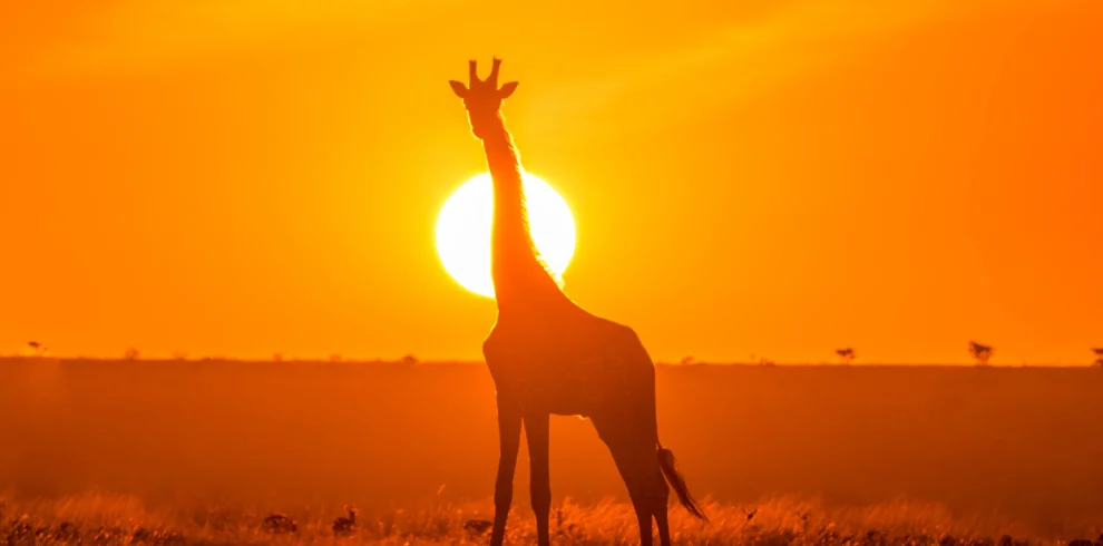 ahmed-galal-LaLJXbAloZE-unsplash