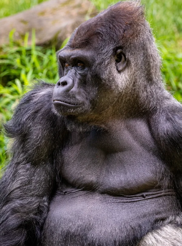 joshua-j-cotten-6t3FOFus3tU-unsplash