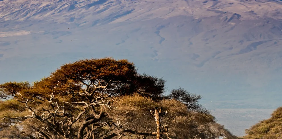 stephan-bechert-1ZfMAnL4ubE-unsplash